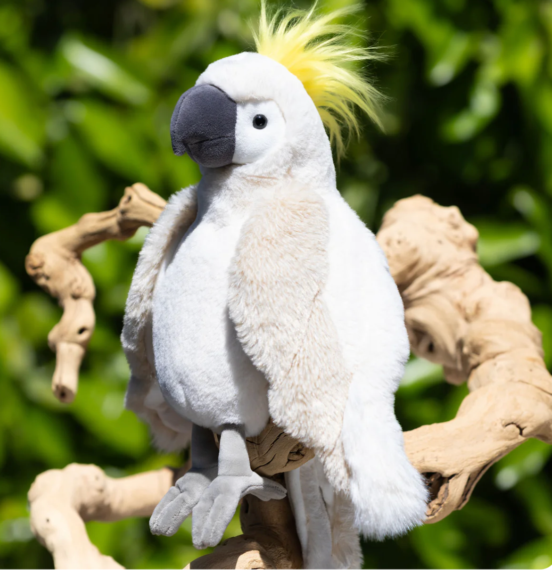 Mango Parrot